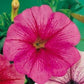 50 Pelleted Petunia Seeds Celebrity Pink Seeds