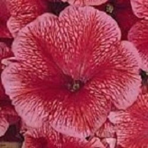 50 Pelleted Petunia Celebrity Strawberry Ice Seeds
