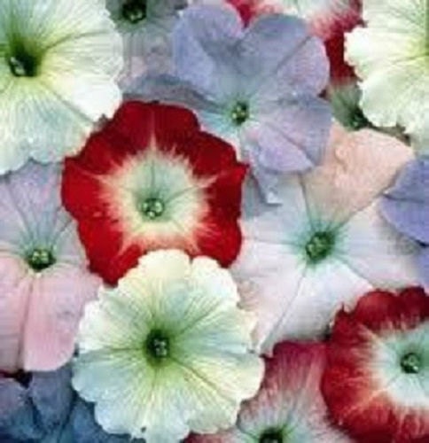 50 Pelleted Petunia Celebrity Watercolors Seeds