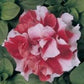 50 Double Madness Red White Pelleted Petunia Seeds