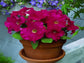 50 Pelleted Candypops Rose Pelleted Petunia Seeds Candy Pops Petunia