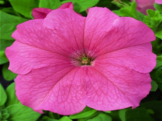 50 Pelleted Candypops Salmon Pelleted Petunia Seeds