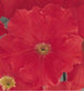 50 Seeds Pelleted Petunia Carpet Bright Red FLOWER SEEDS