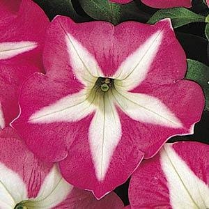 50 Seeds Pelleted Petunia Carpet Rose Star Nursery Seeds