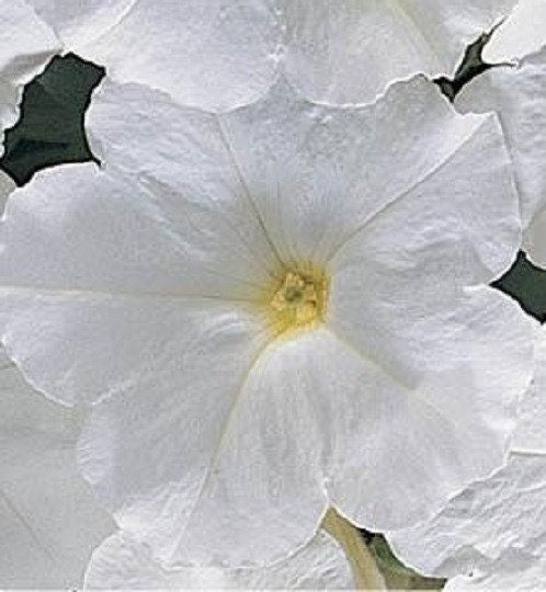 50 Seeds Pelleted Petunia Carpet White FLOWER SEEDS