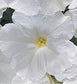 50 Seeds Pelleted Petunia Carpet White FLOWER SEEDS