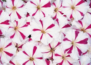 50 Pelleted Petunia Seeds Celebrity Burgundy Star