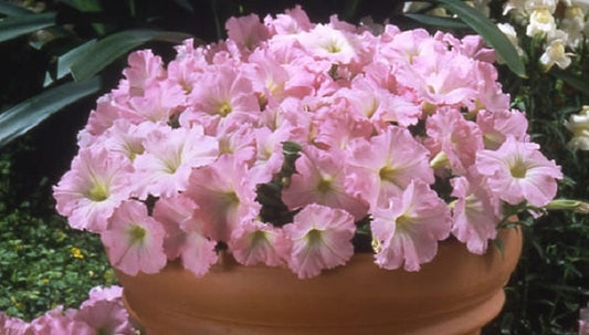 50 Seeds Pelleted Petunia Celebrity Chiffon Morn