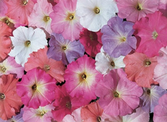 50 Seeds Pelleted Petunia Celebrity Mix Morn Seeds