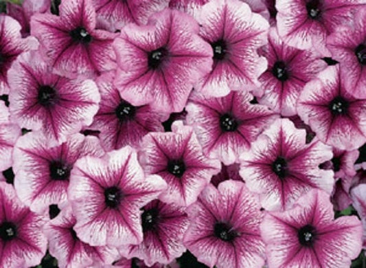 50 Pelleted Petunia Celebrity Plum Ice Seeds