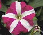 50 Pelleted Petunia Celebrity Rose Star Seeds