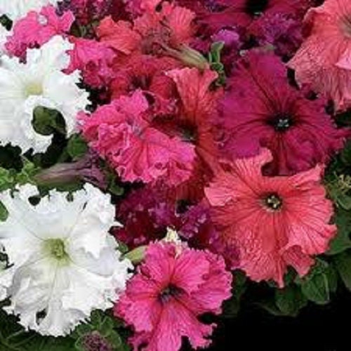 50 Seeds Pelleted Petunia Seeds Frillytunia Mix