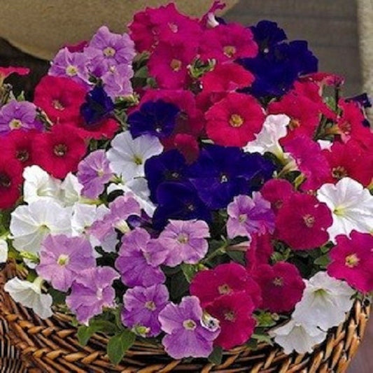50 Pelleted Petunia Picobella Mix Seeds