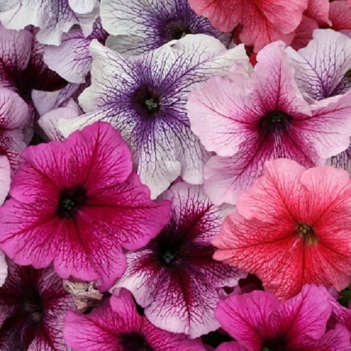 50 Pelleted Prism Sundae Mix Petunia Seeds