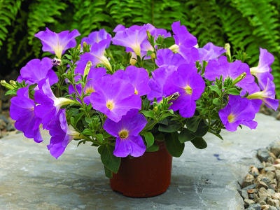 Pelleted Petunia Seeds Ramblin Lavender 25 Petunias Seeds