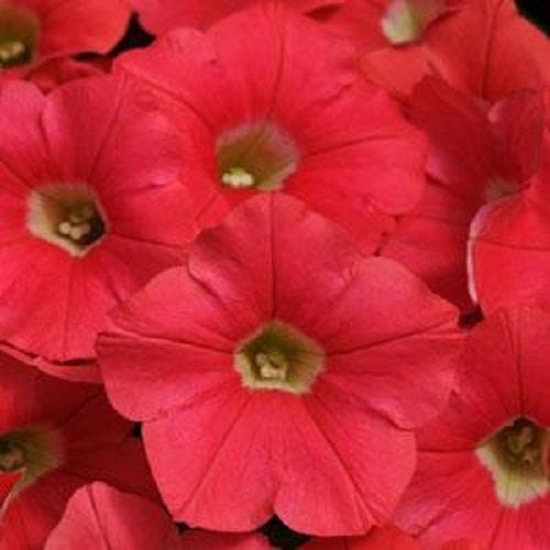 25 Pelleted Petunia Seeds Shock Wave Coral Crush