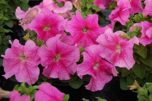 50 Pelleted Petunia Seeds Limbo Rose Petunias Seeds