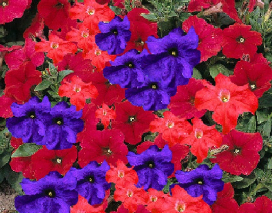 50 Pelleted Seeds Logro Lorider Mix Petunia Seeds