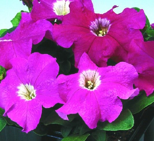 50 Pelleted Seeds Logro Rose Petunia Seeds