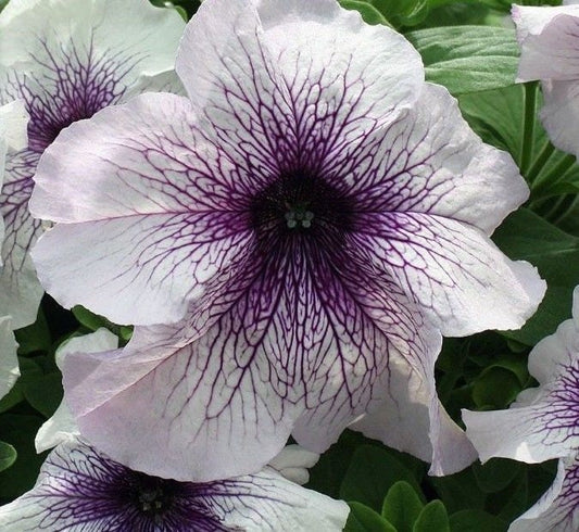 50 Pelleted Prism Blackberry Sundae Petunia Seeds
