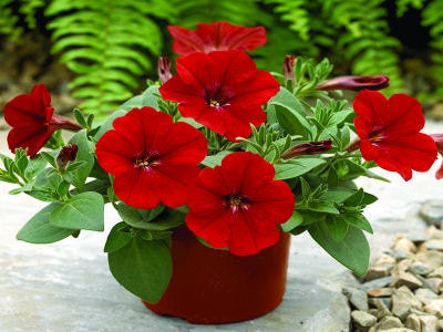 Petunia Seeds Ramblin Red Trailing Petunia 25 pelleted Petunis Seeds
