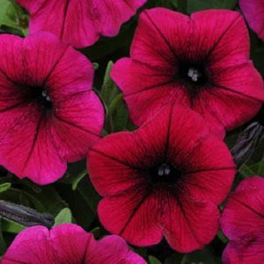 25 Pelleted Petunia Seeds Shock Wave Deep Purple