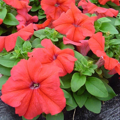 50 Pelleted Ultra Red Petunia Seeds