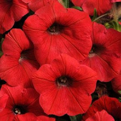 25 Pelleted Petunia Seeds Shock Wave Red trailing petunia seeds