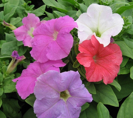 50 Pelleted Seeds Stormy Weather Mix Storm Series Flower Seeds