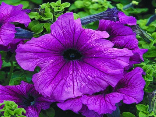 50 Pelleted Petunia Seeds Ultra Plum Seeds