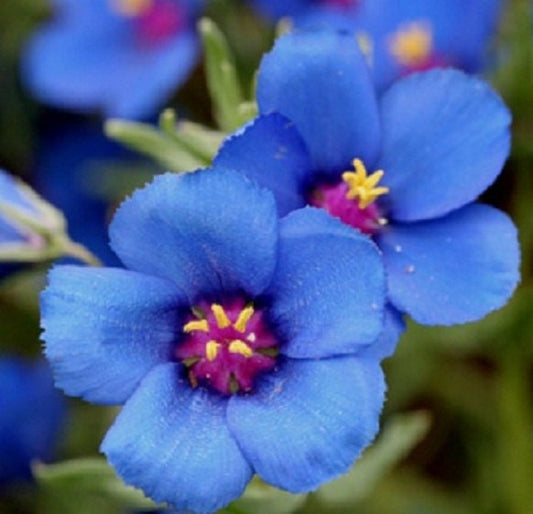 100 Pimpernel Blue Seeds (Anagallis Arvenis Caerulea) Weather Flower