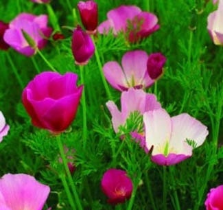 500 California Purple Gleam Poppy Seeds