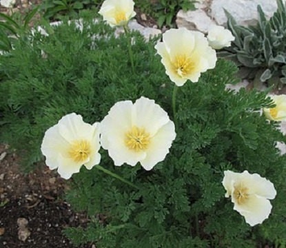 5,000 White Linen California Poppy Seeds