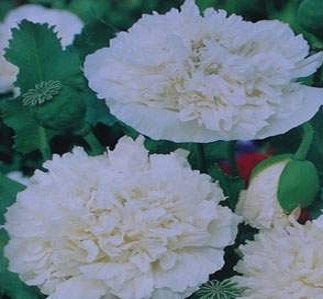 500 Poppy Seeds Peony Cream FLOWER SEEDS