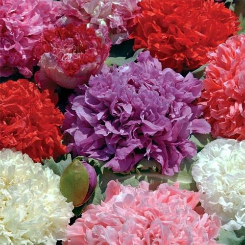 500 Seeds Poppy Peony Double Mix