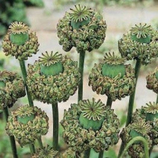 500 Seeds Poppy Hens & Chickens Seeds