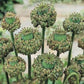 500 Seeds Poppy Hens & Chickens Seeds