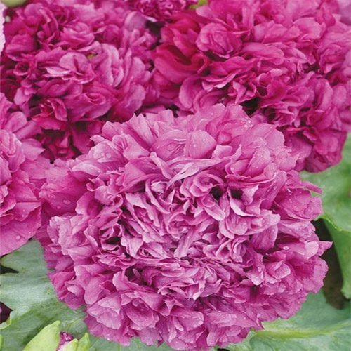 500 Seeds Poppy Peony Purple FLOWER SEEDS