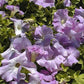 50 Pelleted Supercascade Lilac Petunia Seeds
