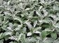 50 Seeds Dusty Miller Silver Dust Seeds