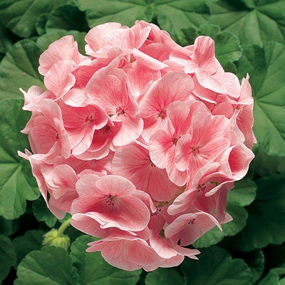 bullseye salmon geranium seeds Geranium Seeds | Spring Seeds