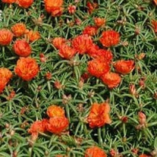 500 Seeds Portulaca Moss Rose Orange Portulacea
