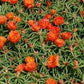 500 Seeds Portulaca Moss Rose Orange Portulacea