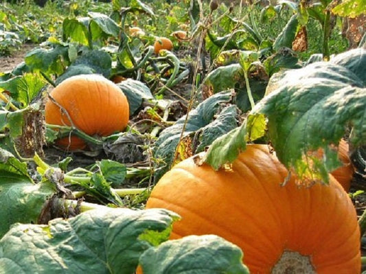 50 Big Max Pumpkin Seeds 100 Pound Pumpkin