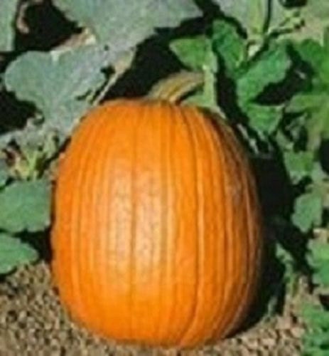 50 Pumpkin Seeds Howden Pumpkin Seeds Garden Seeds