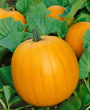 50 Seeds Pumpkin Jack O Lantern Seeds