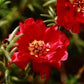 500 Seeds Portulaca Moss Rose Red Portulacea