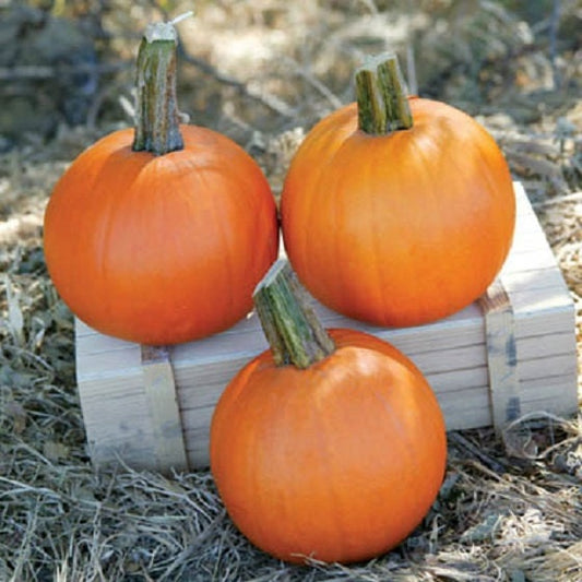 25 Seeds Cannon Ball Pumpkin Garden Seeds