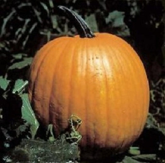 50 Seeds Connecticut Field Pumpkin Seeds