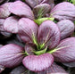 50 Seeds Purple Pak Choi Cabbage Seeds Pagoda Purple